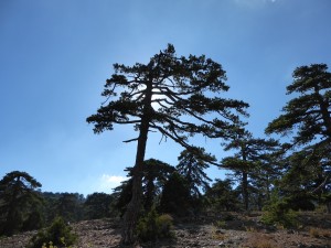 Weird shaped pine trees